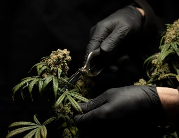 Marijuana